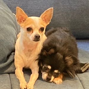 Meet your Posher, Laurie